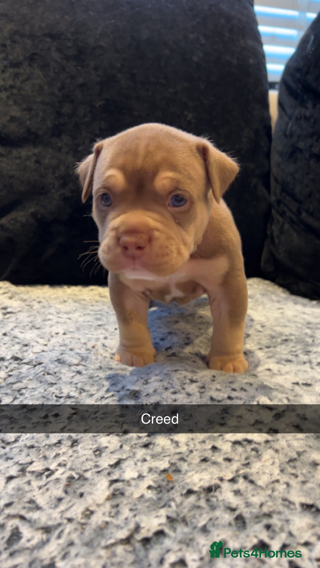 American Bully dogs for sale: Stunning pocket bullie’s  - Image 21