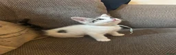 Mixed Breed cats for sale: 2 beautiful girl kittens - Advert 7