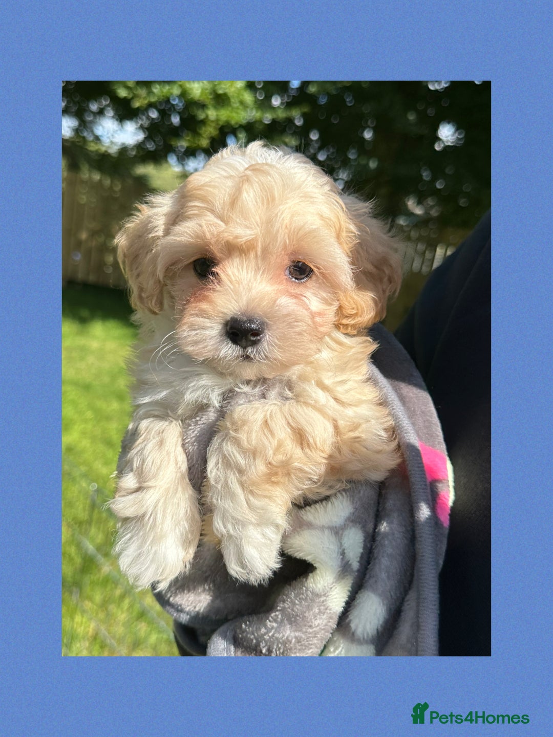 Maltipoo dogs for sale: F1 tiny Maltipoo’s  - Image 13