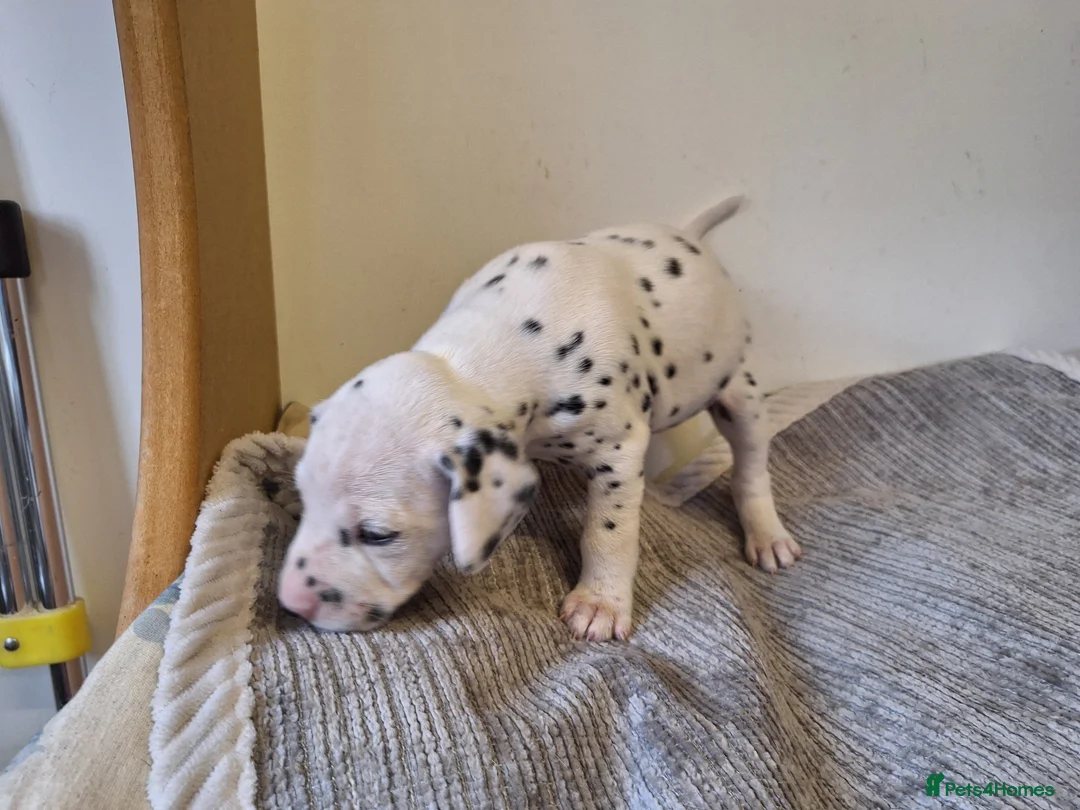 Dalmatian dogs for sale: Perdi's litter in Yeovil - Advert 2