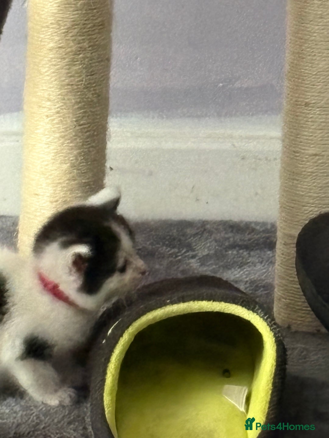Ragdoll cats for sale: Ragdoll cross  - Image 9