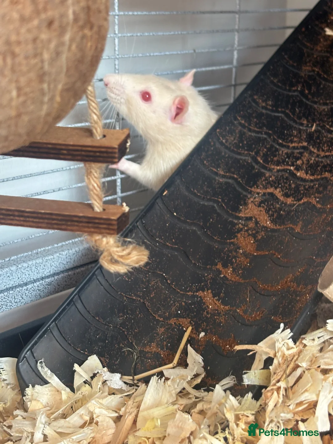 Rat rodents for sale: 2 Beautiful Boy Rats in Bristol - Advert 2