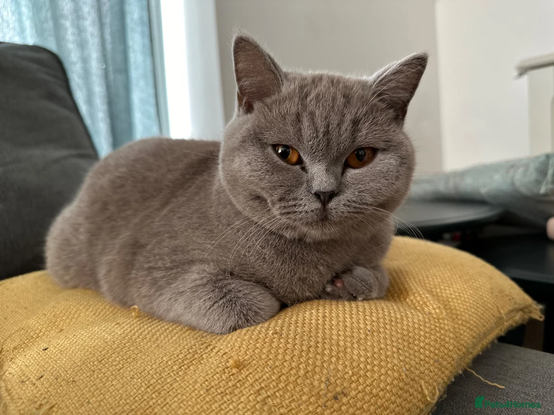 British Shorthair cats for sale: Ozzy - adult golden black tipped BSH - Advert 2