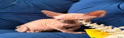 Sphynx cats for sale: 3 stunning kittens available! - Advert 32