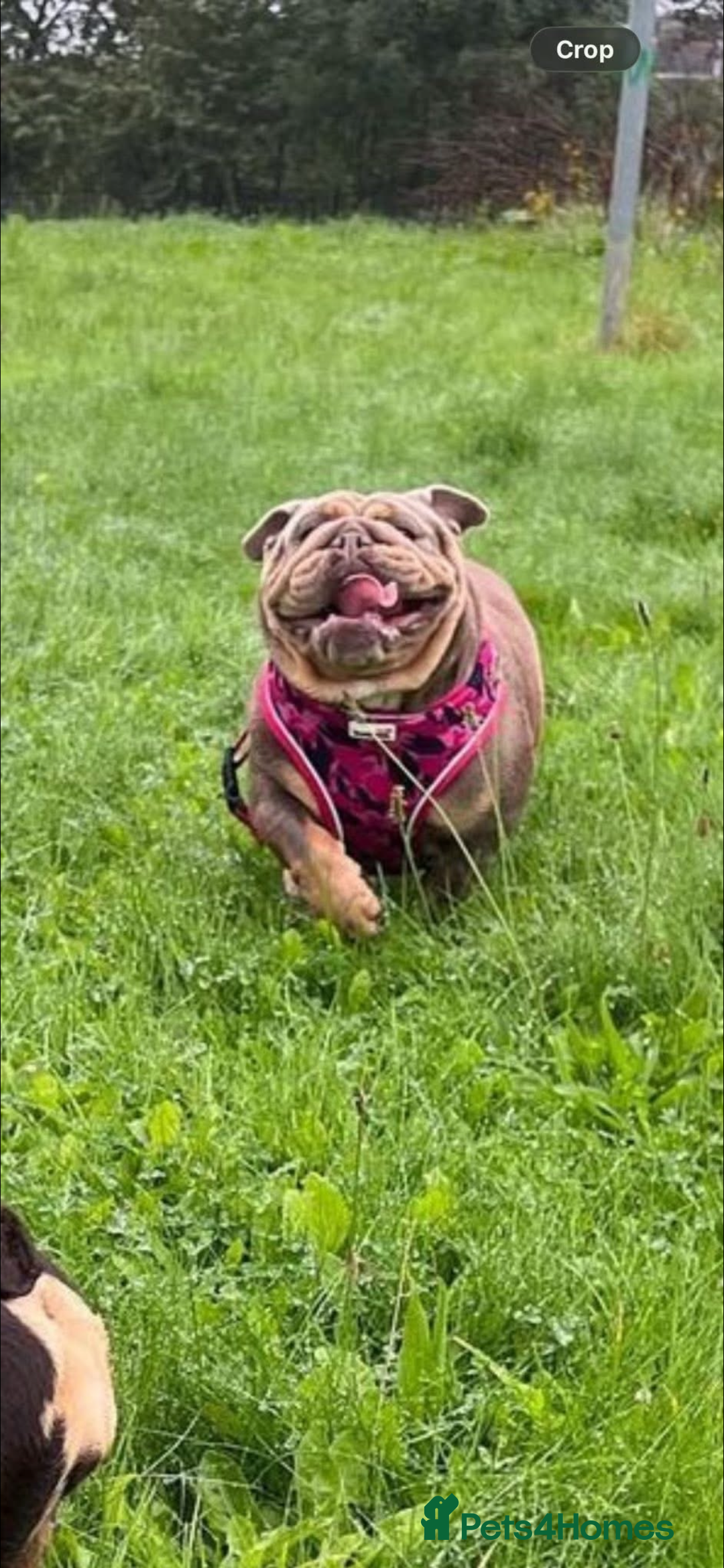 English Bulldog dogs for sale: Fully suited lilac British bulldog - Advert 5