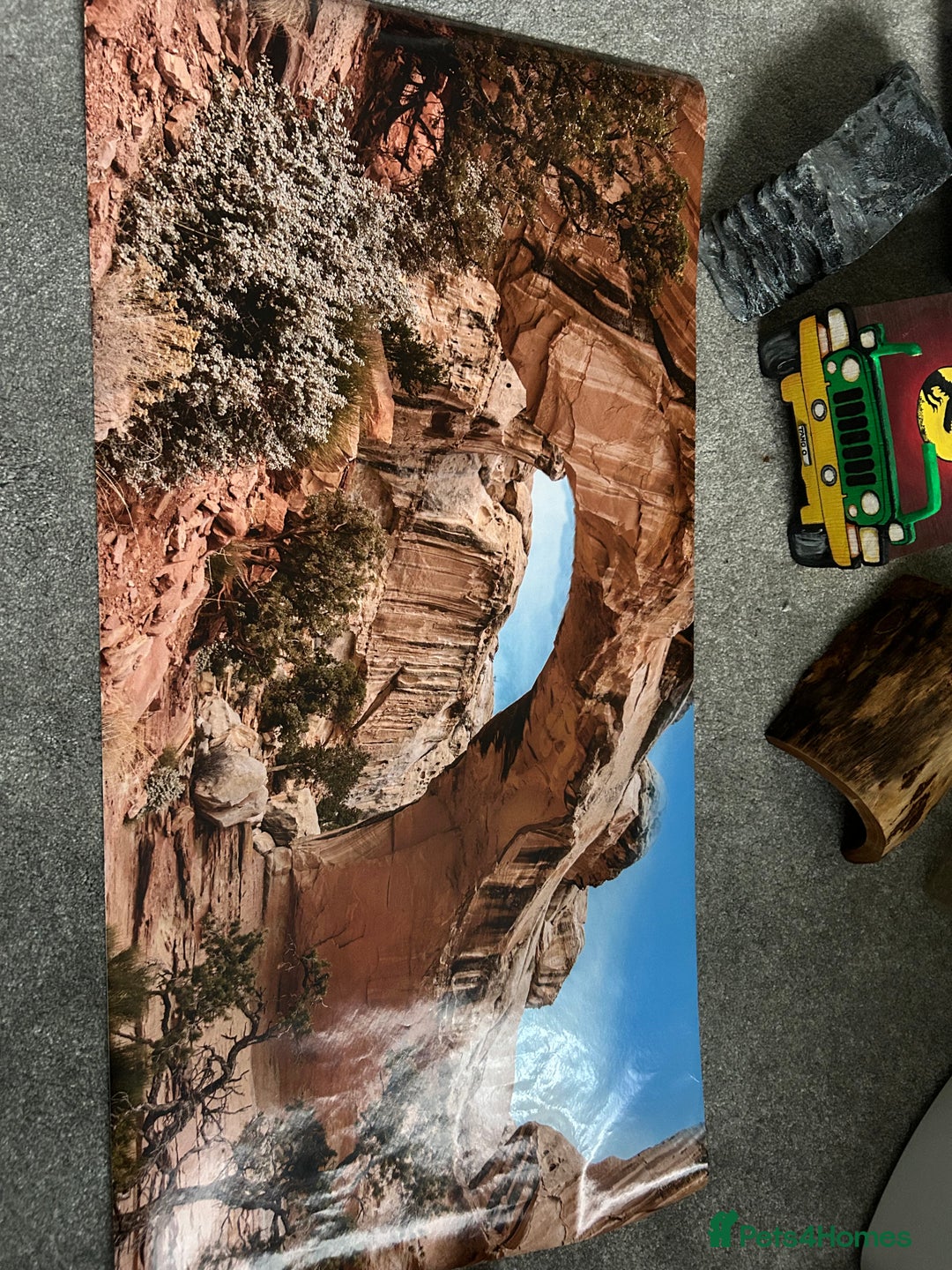 Bearded Dragon reptiles for sale: Reptile accessories and vivarium available - Advert 8