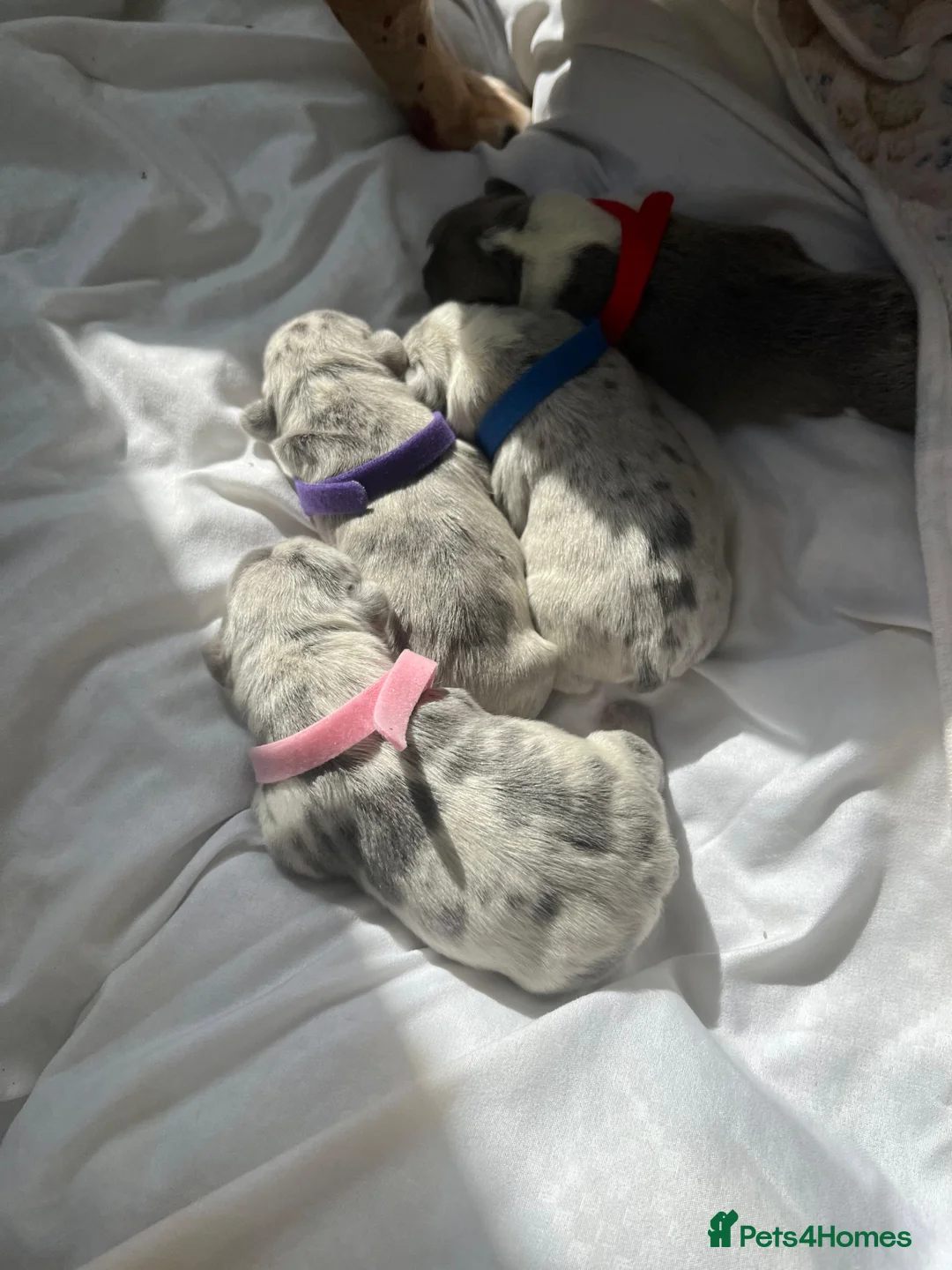 French Bulldog dogs for sale: x1 GIRL LEFT! RARE PURE BLUE MERLE TAN PUPPIES  - Advert 15