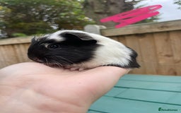 Guinea Pig rodents for sale: Litter of baby guinea pigs for sale  - Image 4