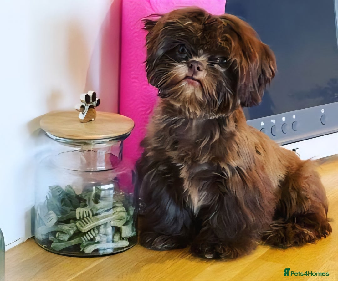Shihpoo dogs for sale: Beautiful Chocolate & Tan Girl Ready Next Week  - Image 13