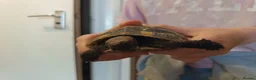 Tortoise reptiles for sale: 18 month old Herman's Tortoise with enclosure - Advert 6