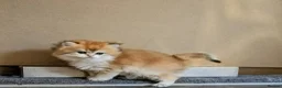British Shorthair cats for sale: Fantastic boy and very nice girl  - Advert 10