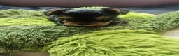 Yorkshire Terrier dogs for sale: Lovely puppies for sale  - Advert 11