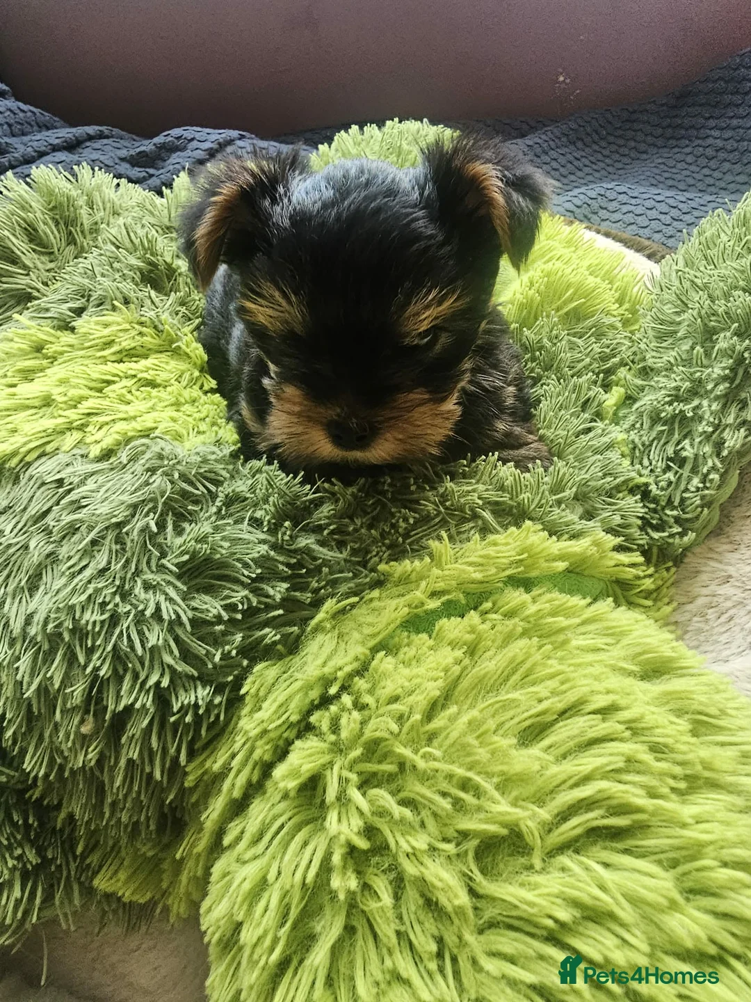 Yorkshire Terrier dogs for sale: Lovely puppies for sale  - Advert 19
