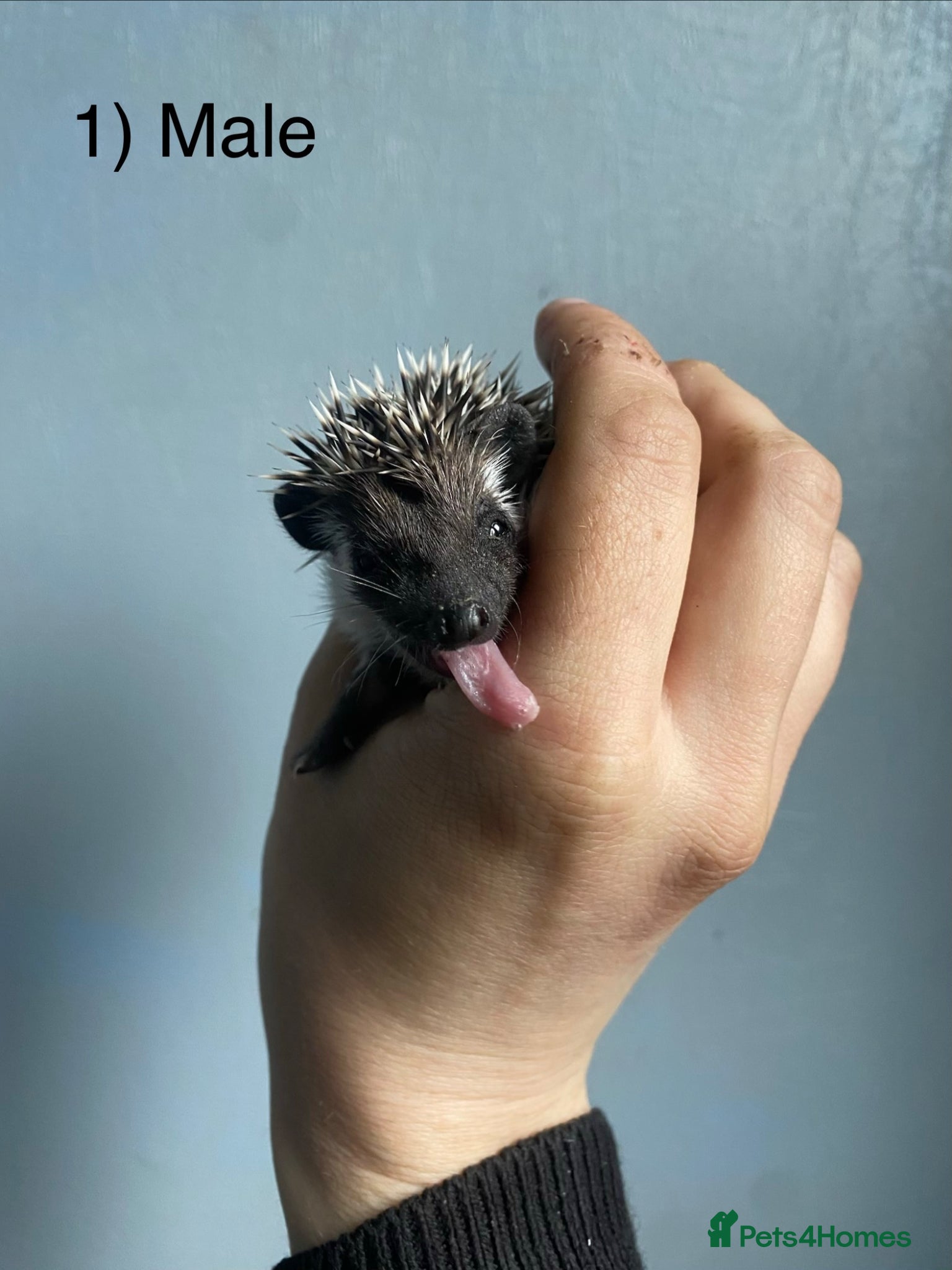 Pygmy Hedgehog rodents Male hoglets for sale! - Advert 11