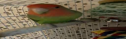 Lovebirds birds for sale: Beautiful baby lovebird male  - Advert 3