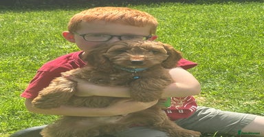 Cockapoo dogs - Advert 2