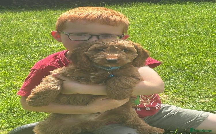 Cockapoo dogs - Advert 12