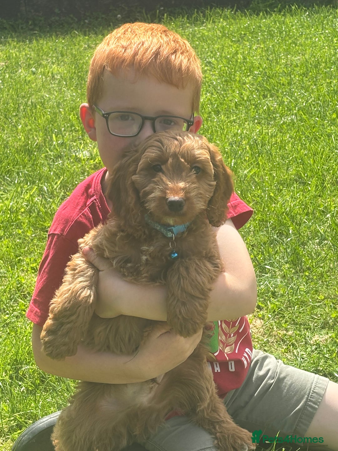 Cockapoo dogs for sale: F1 Cockapoo Puppies DNA hereditary clear - Image 1