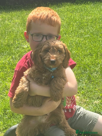 Cockapoo dogs - Advert 11