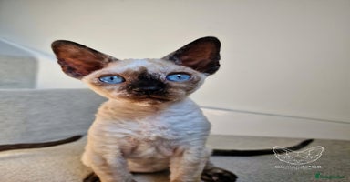 Devon Rex cats in Derby - Advert 3