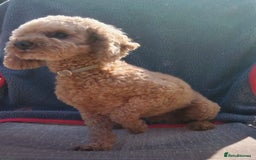 Maltipoo dogs for sale: Tiny Multipoo puppies  - Image 4
