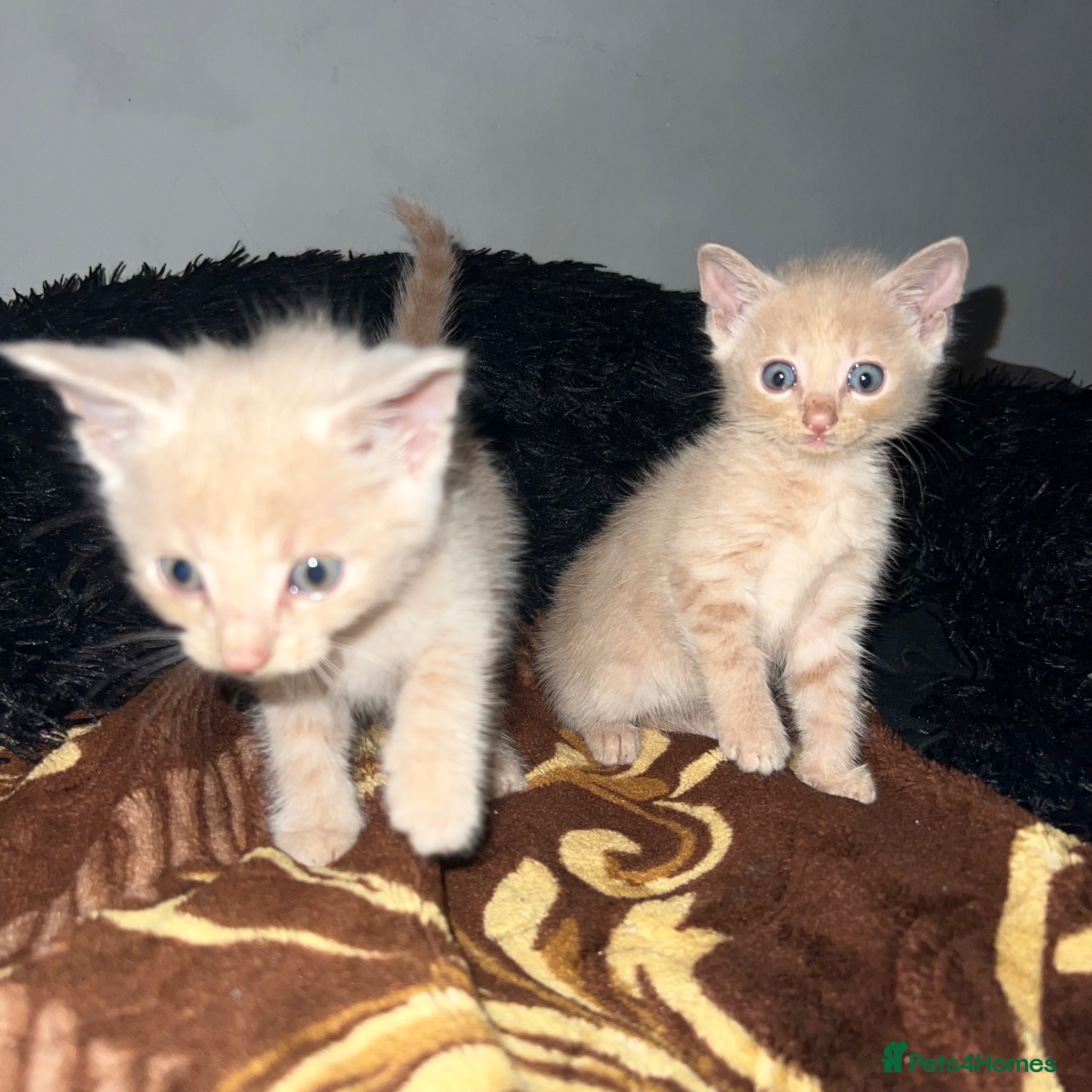 Mixed Breed cats 5 beautiful male kittens for loving family  - Advert 10