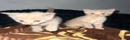 Mixed Breed cats for sale: 5 beautiful male kittens for loving family  in Southampton - Advert 1
