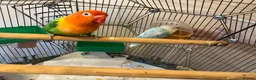 Lovebirds birds for sale: Beautiful Pair of Lovebirds- 2 Years Old - Advert 3