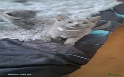 Russian Blue cats for sale: TICA Russian Blue Kittens Pedigree - Image 12