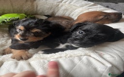 Mixed Breed dogs for sale: Gorgeous Plummer Terrier X Toy Poodle - Image 3