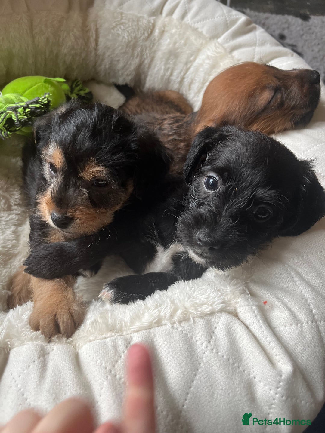 Mixed Breed dogs for sale: Gorgeous Plummer Terrier X Toy Poodle - Image 3