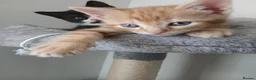 Mixed Breed cats for sale: 5 beautiful kittens for sale - Advert 19