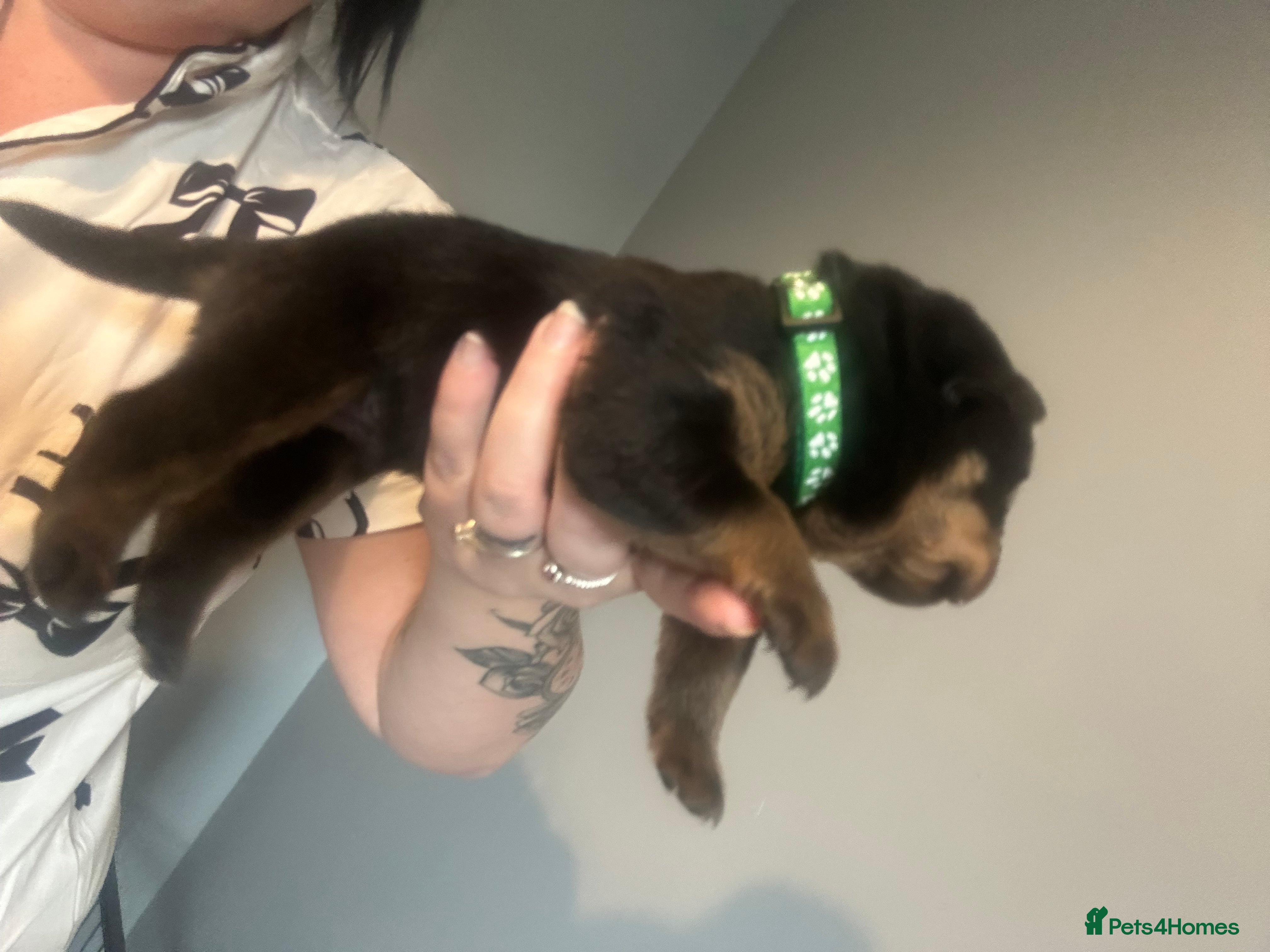 Rottweiler dogs 9 beautiful rottweiller puppies  - Advert 10