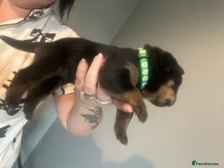 Rottweiler dogs 9 beautiful rottweiller puppies - Advert 10