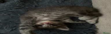 Ragcoon 3