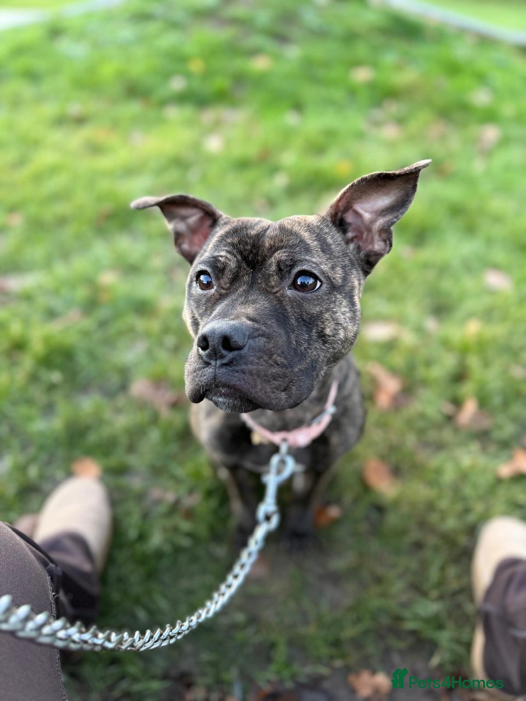 Staffordshire Bull Terrier dogs for sale: Dolly our young staffy  - Advert 1