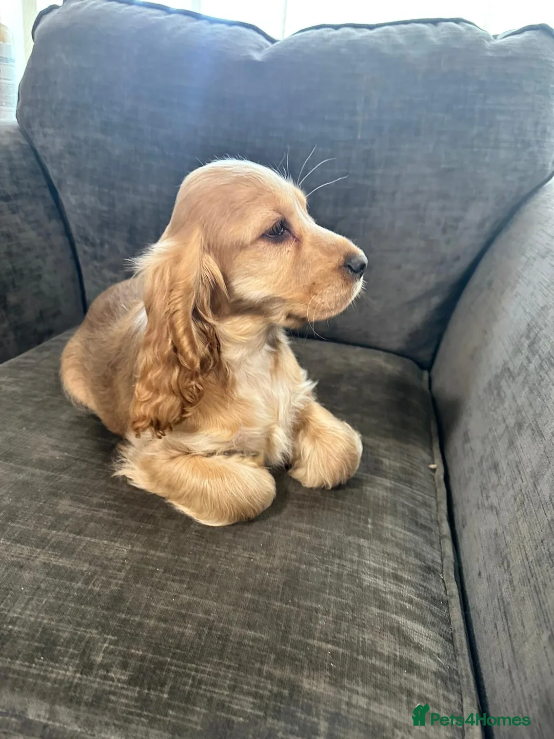 Cocker Spaniel dogs for sale: Male cocker spaniel  - Advert 6