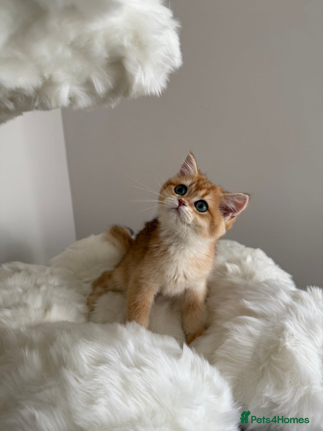 British Shorthair cats for sale: British Shorthair Golden Lilac kittens  - Image 15