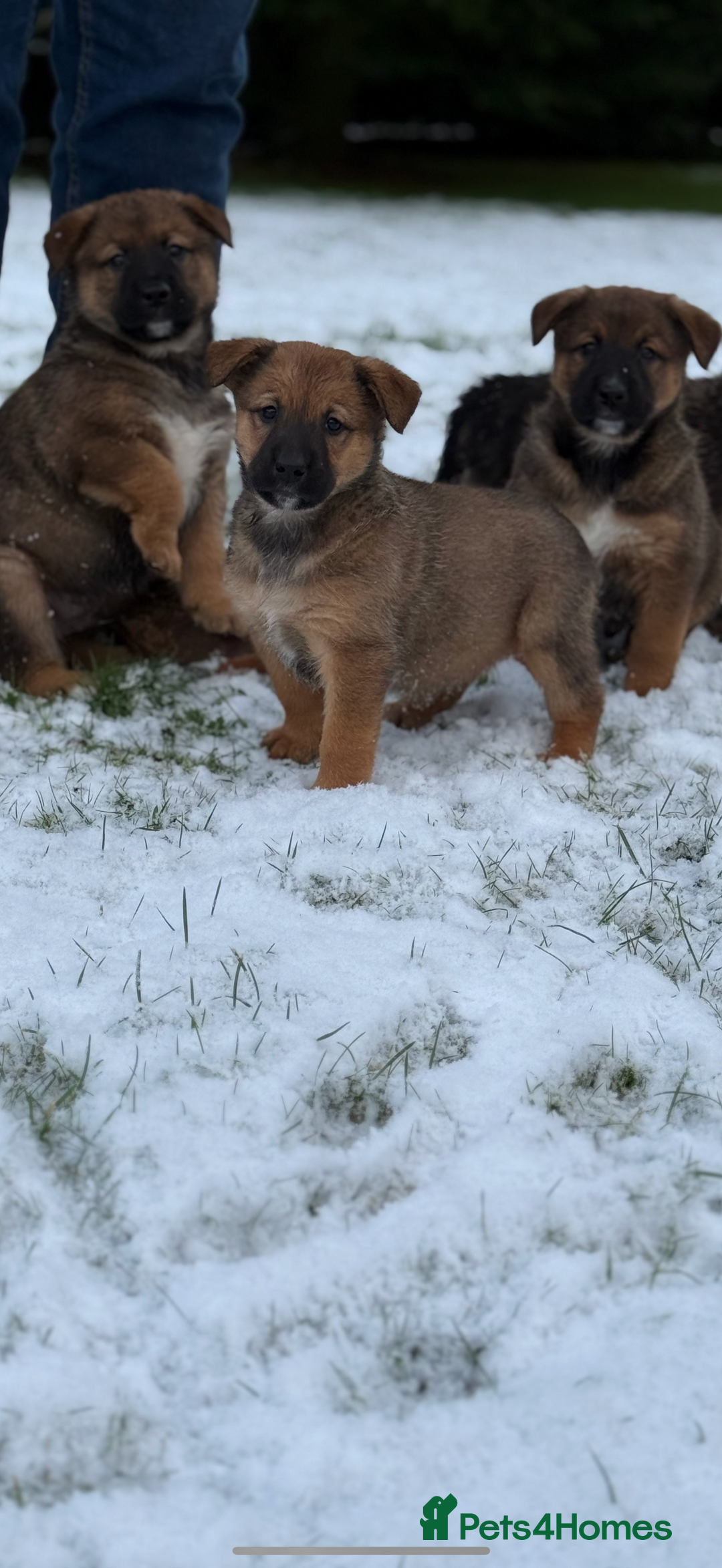 Mixed Breed dogs for sale: Bernese Mountain Dog/German Shepherd  - Advert 5