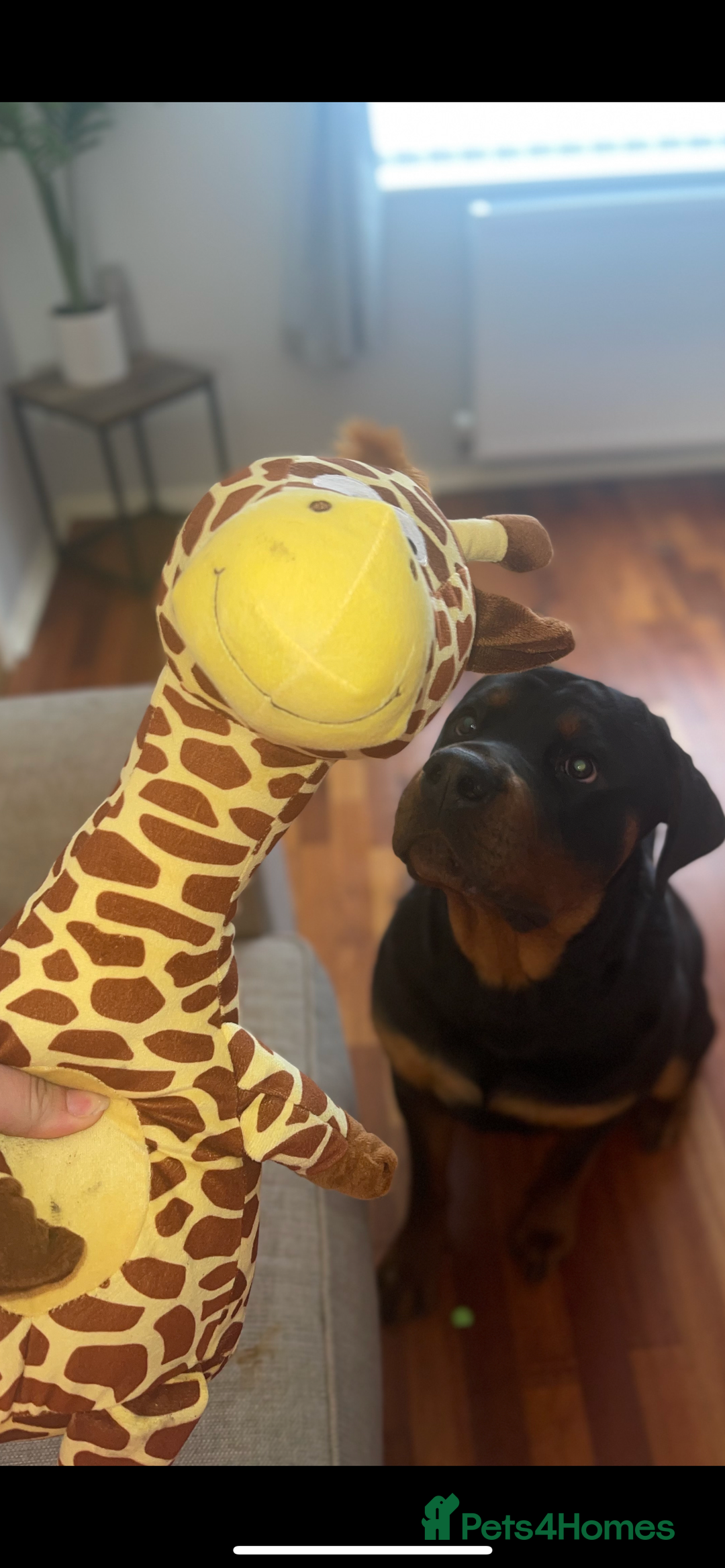 Rottweiler dogs for sale: 3 Year old Rottweiler for sale  - Image 8