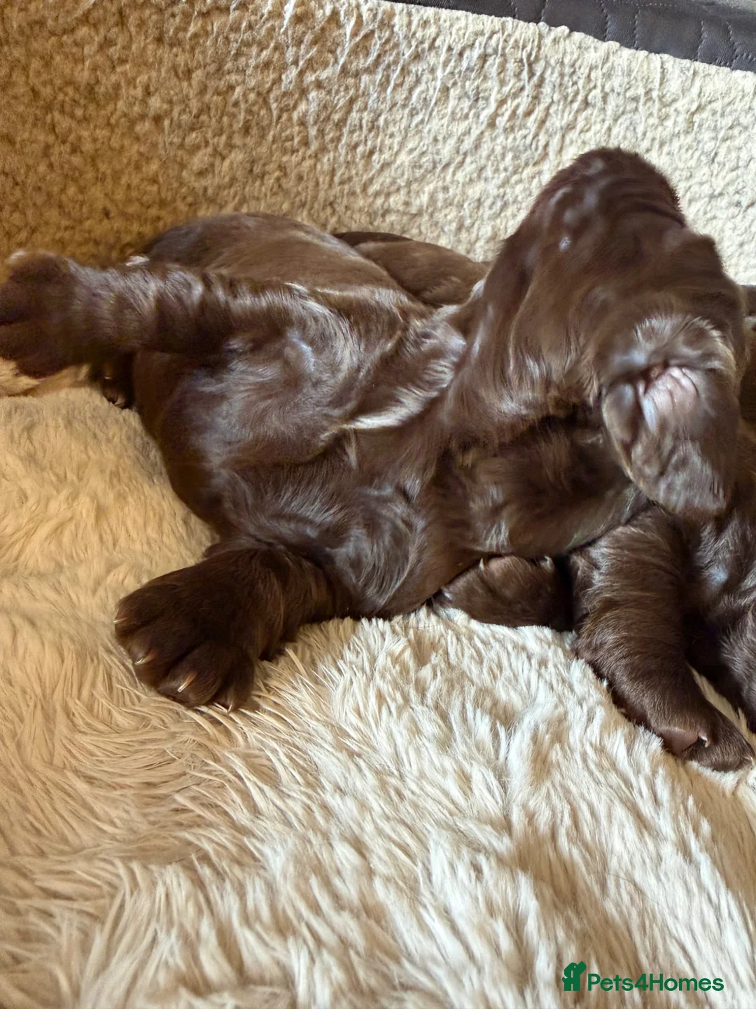 Cocker Spaniel dogs for sale: Stunning chocolate Kc Cocker Spaniel puppies - Advert 14