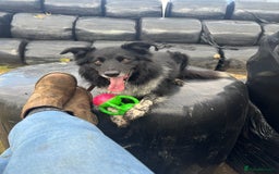Border Collie dogs for stud: Jack  - Image 4