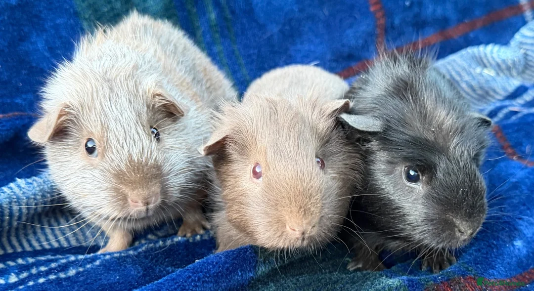 Guinea Pig rodents for sale: Trio of stunning male piggys - Advert 5