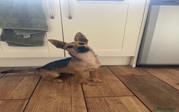 Mixed Breed dogs for sale: Jagd terrier - Image 1