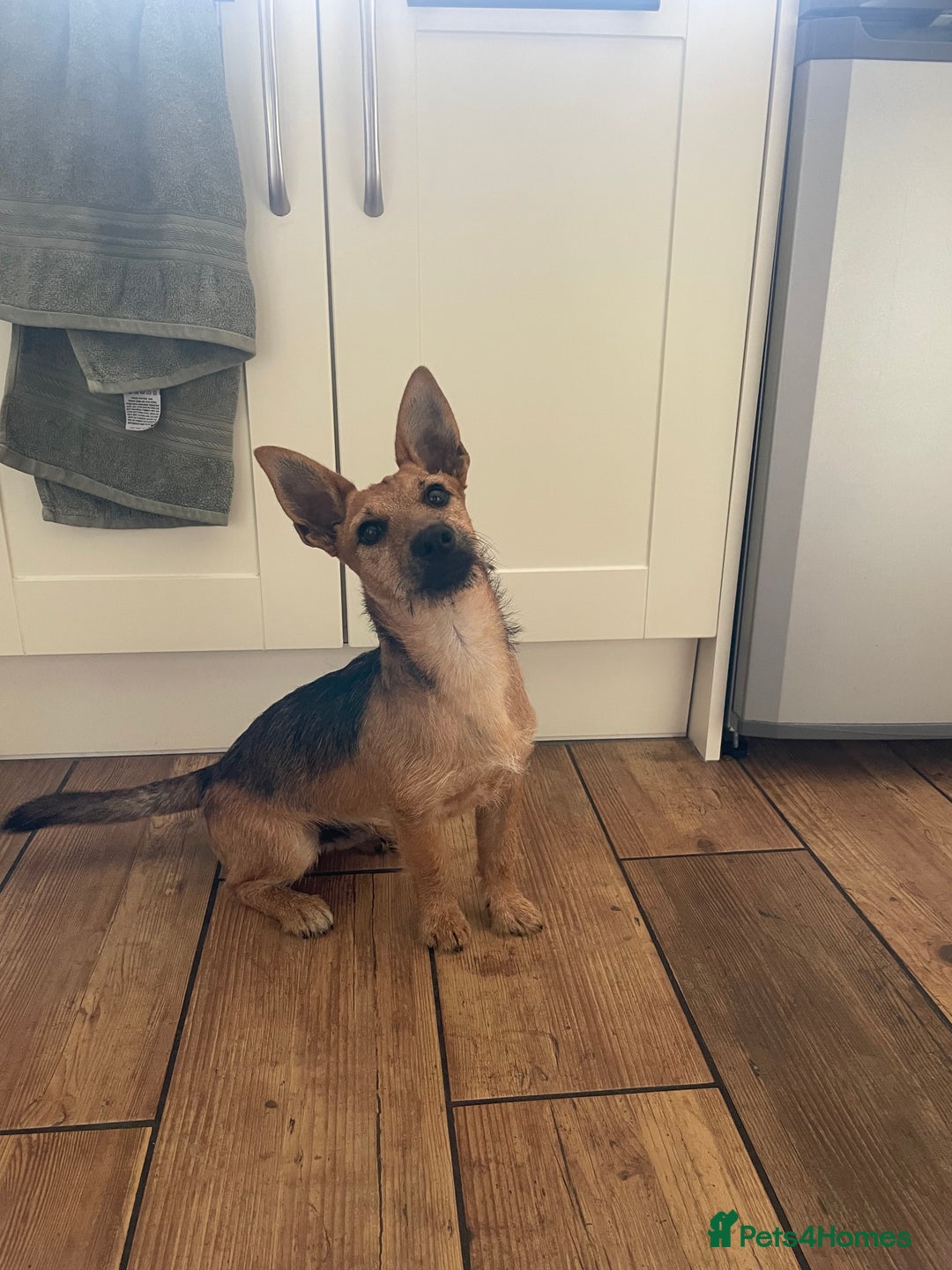 Mixed Breed dogs for sale: Jagd terrier - Image 1