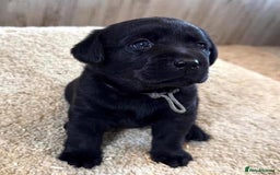 Labrador Retriever dogs for sale: Unique Labrador Retriever Puppies - Image 3