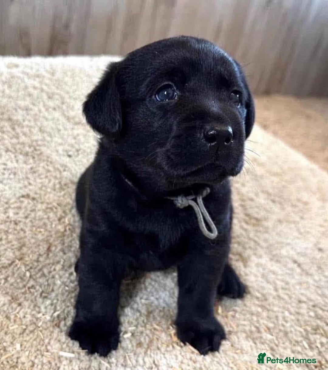 Labrador Retriever dogs for sale: Unique Labrador Retriever Puppies - Image 3