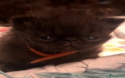 Persian cats for sale: REDUCED Champion Line Black Persians.  - Image 4