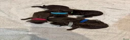 Cockapoo dogs for sale: Stunning Pure Chocolate F1b Cockapoo  in Thornton Heath - Advert 5