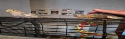 Cockatiels birds for sale: Hand reared super tame baby cockatiels - Advert 3